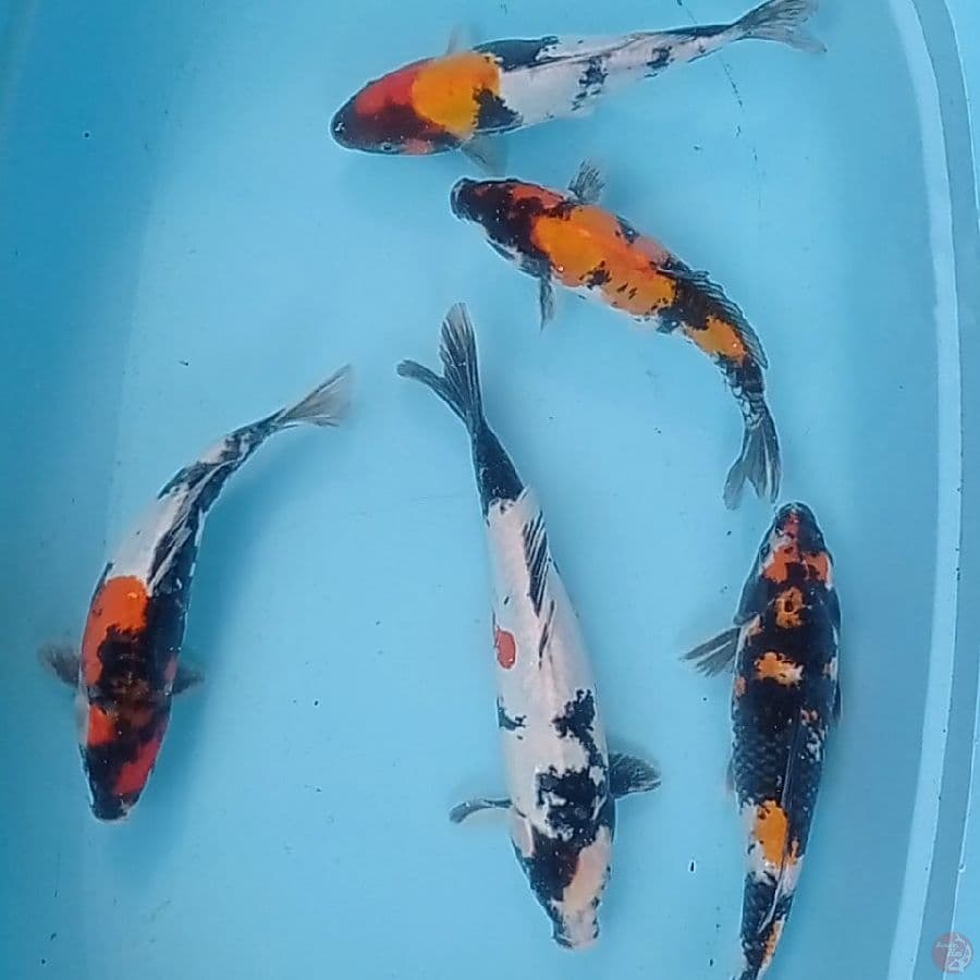 Showa doitsu & sisik 27-32 cm