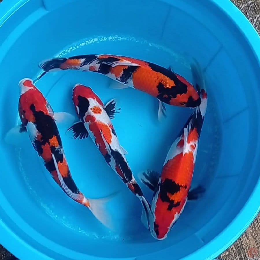 SHOWA SANSHOKU 30-35 CM. 4 EKOR