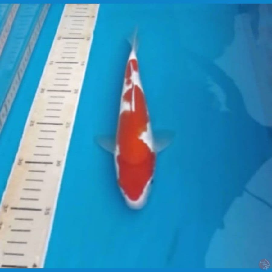 Kohaku