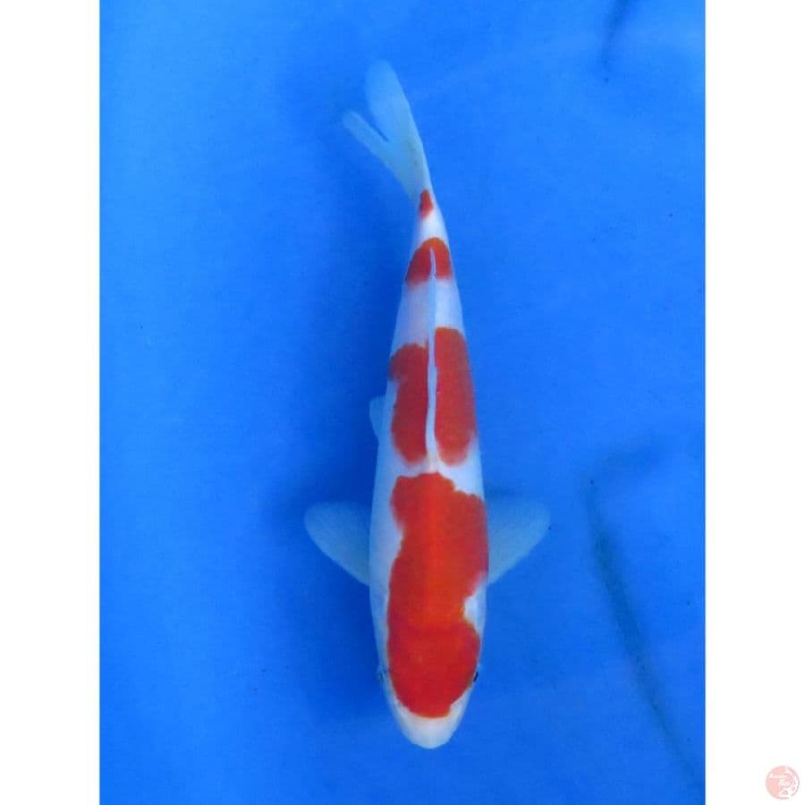 kohaku SQ - 20cm