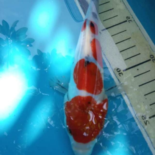 Kohaku doitsu 25bu