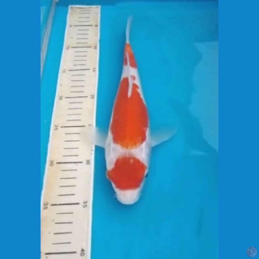 Kohaku