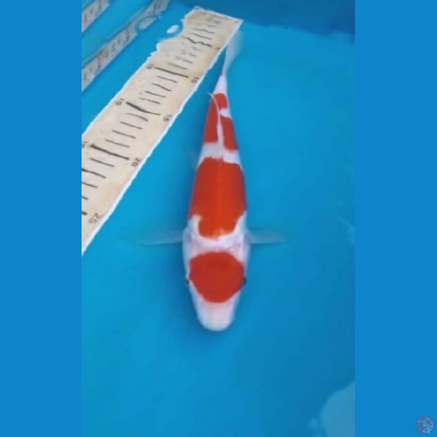 Kohaku 25cm