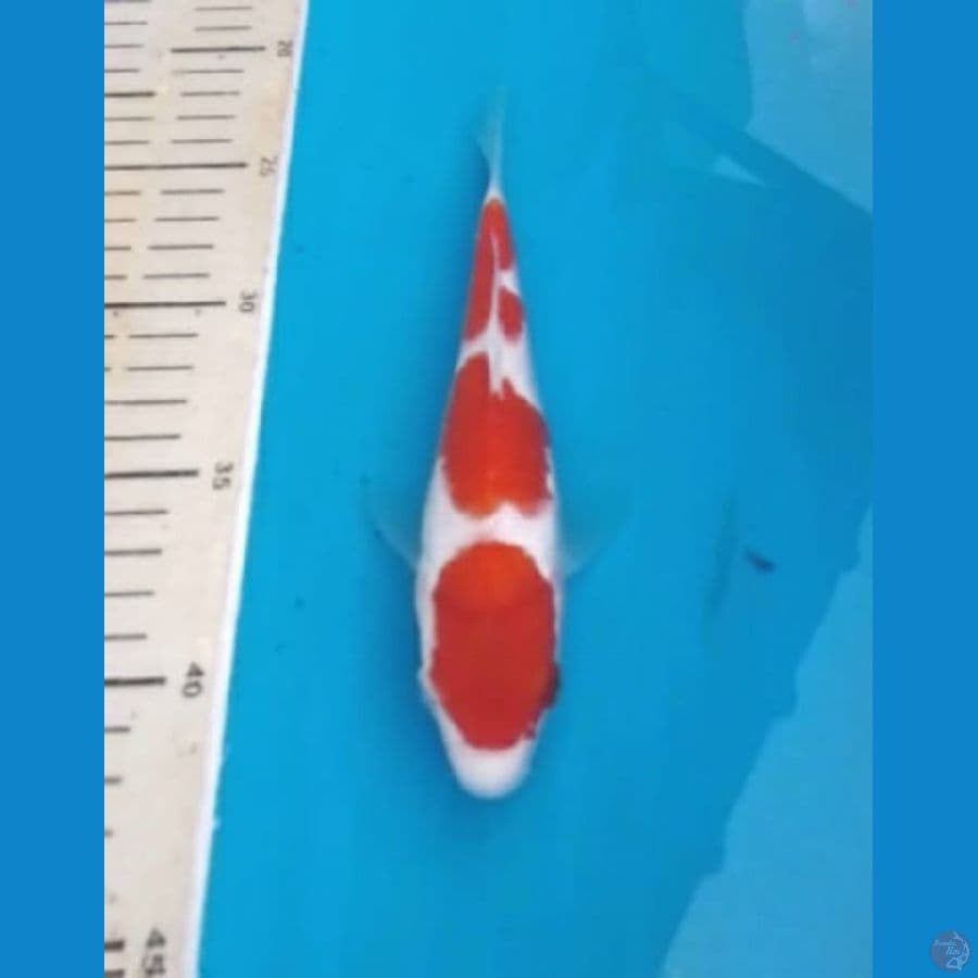Kohaku 17cm