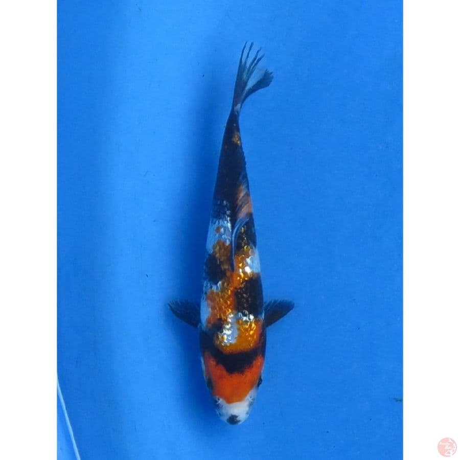 Minion Ginrin Showa SQ - 15cm