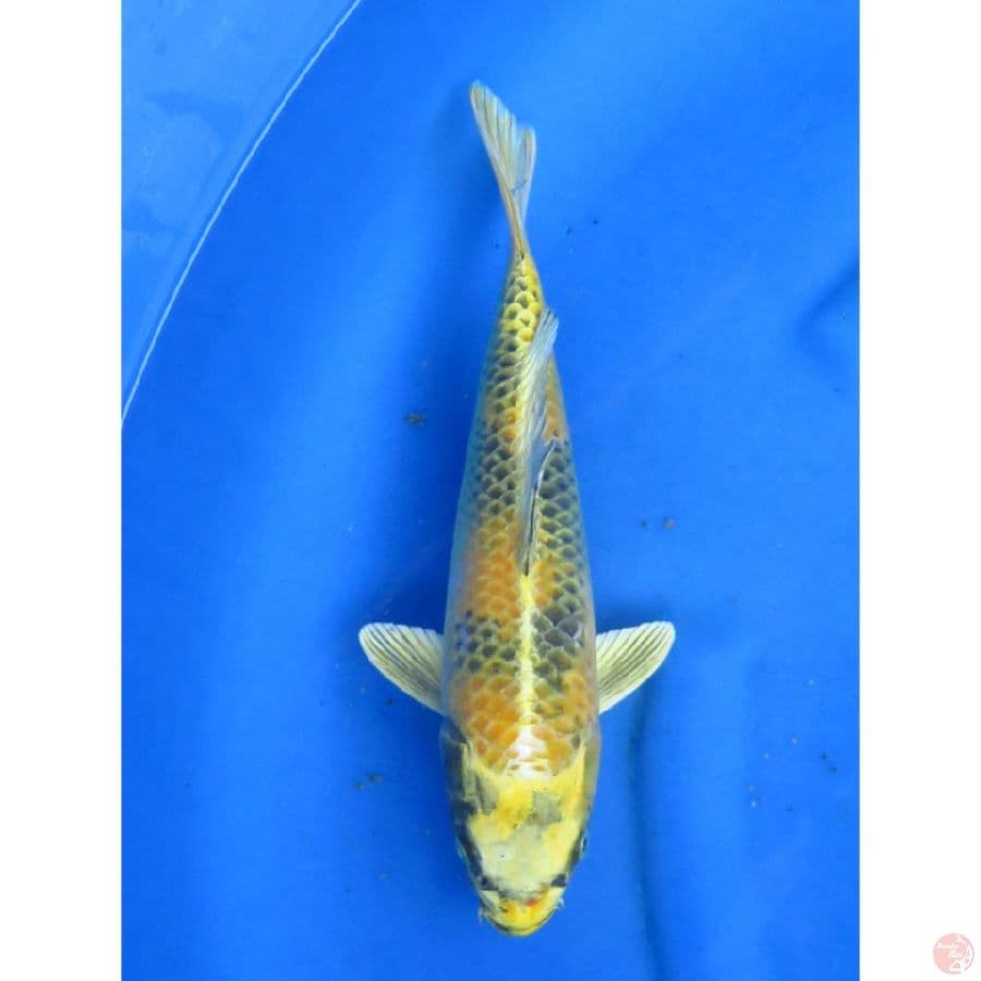 F1 Kin ki utsuri - 32cm