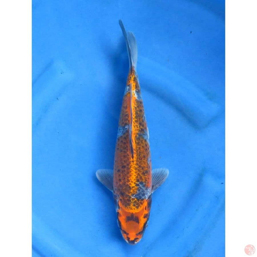 Kogane Ochiba - 30cm