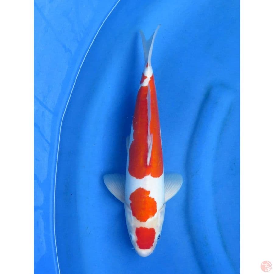 Ori Kohaku Doit Murni - 35cm