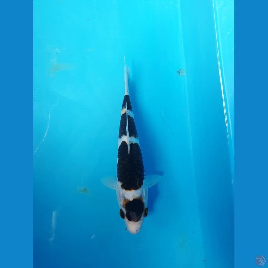goromo 17cm