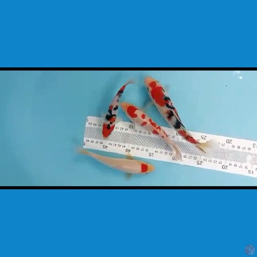 mix kohaku sanke 15 20cm