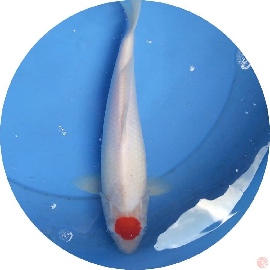 tanco kohaku