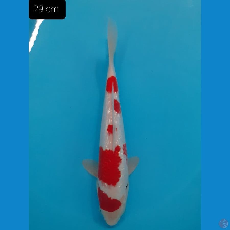 *KOHAKU GINRIN 29CM//FM*