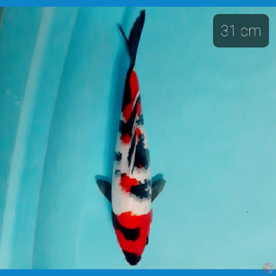 grade A showa 31 cm