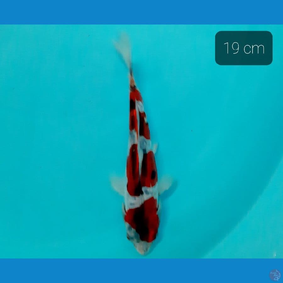gosiki doit 19 cm