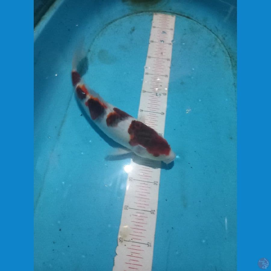 goromo kiko35cm