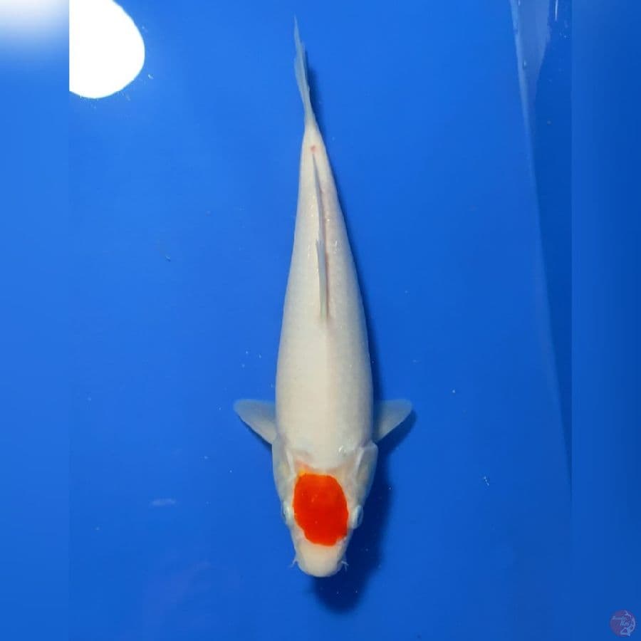 TANCHO KOHAKU 26cm
