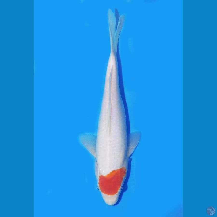 Tancho 24cm