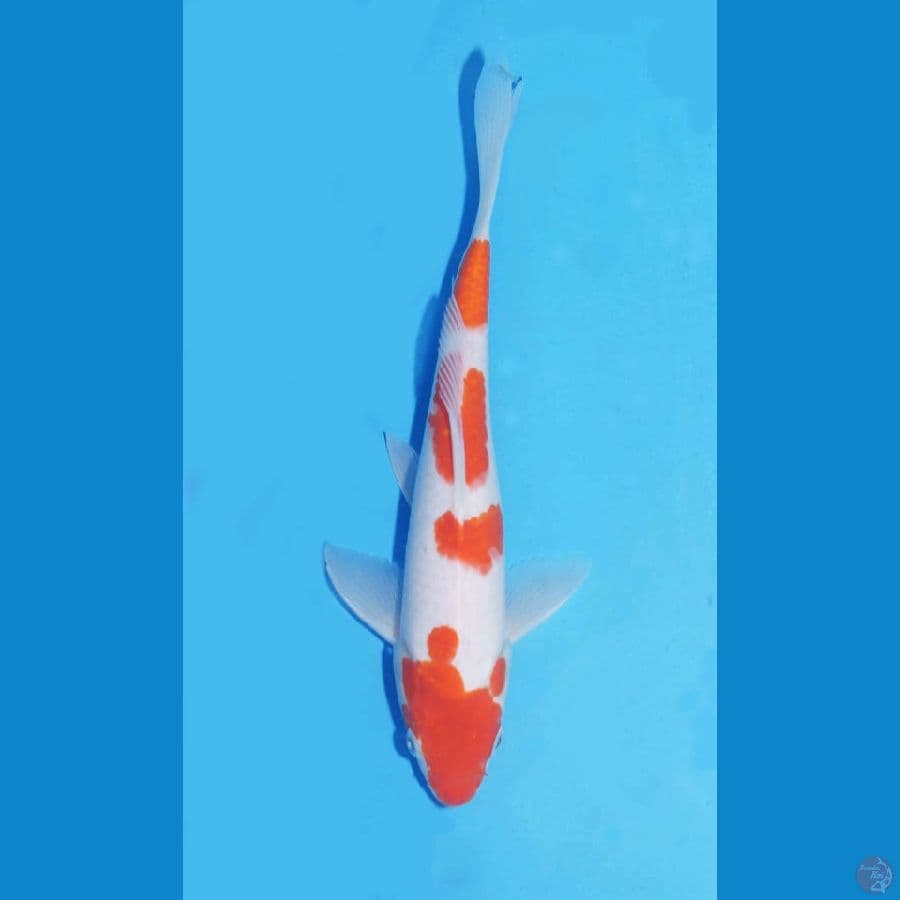 Kohaku 25cm