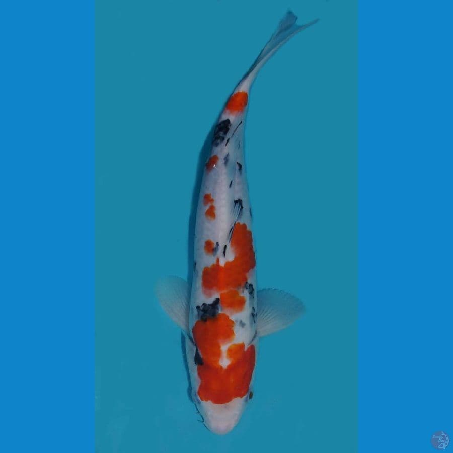 Sanke 26cm