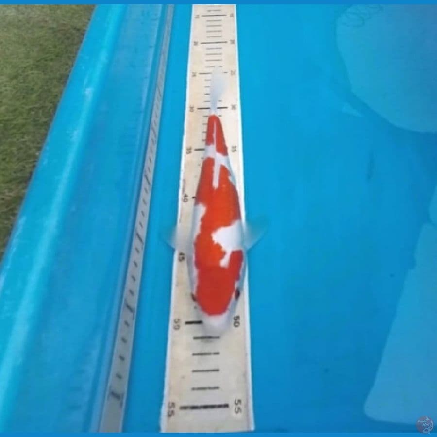 Kohaku 25cm