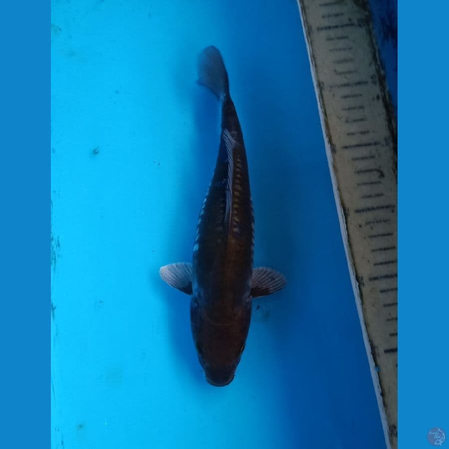 karashu doitsu 24cm