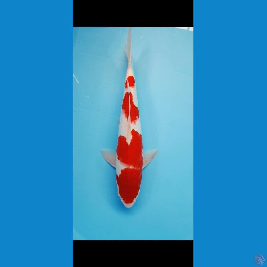 Kohaku