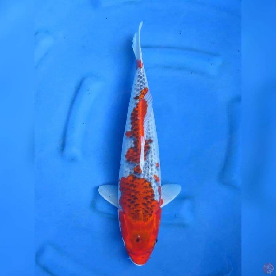 41cm , Jumbo Goshiki
