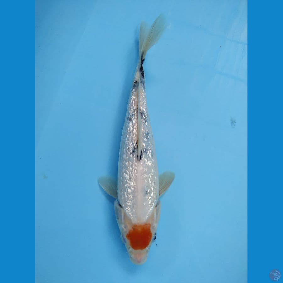 TANCO GINRIN ORIGINAL 30 Cm