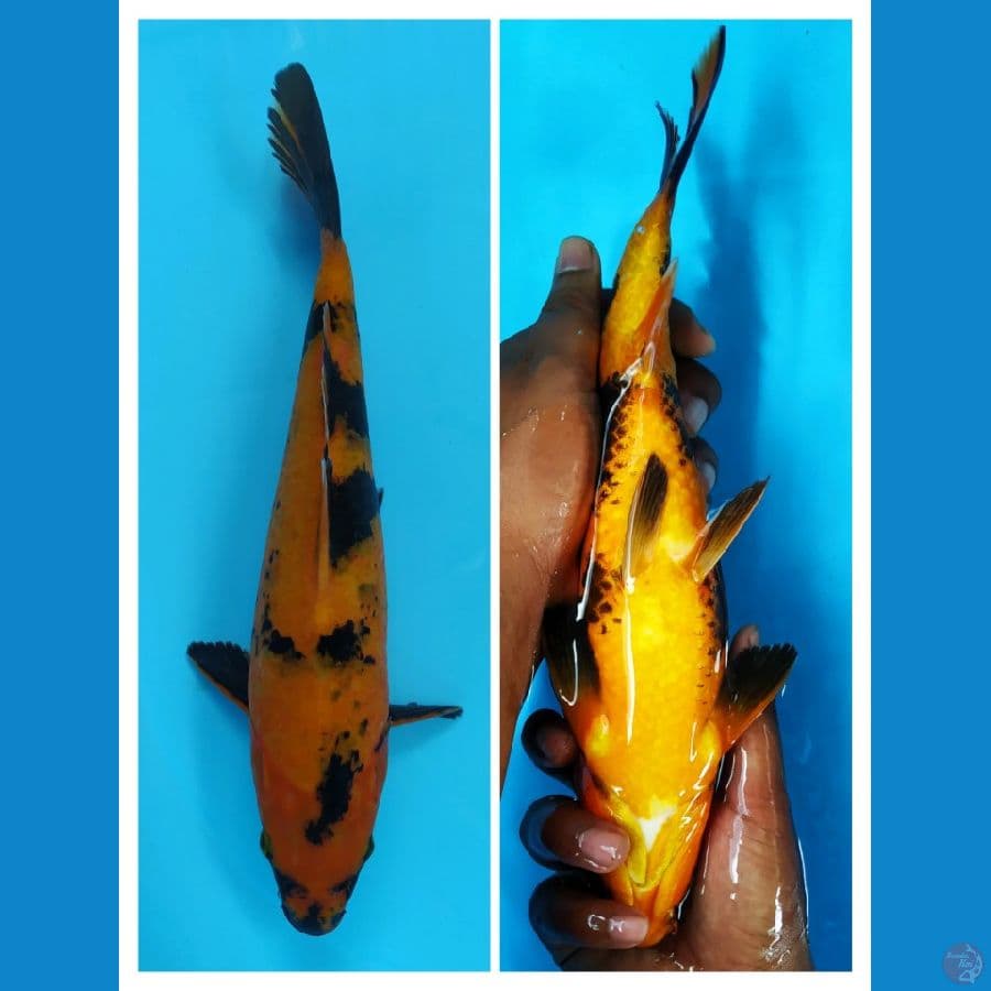 HI UTSURI 31 CM