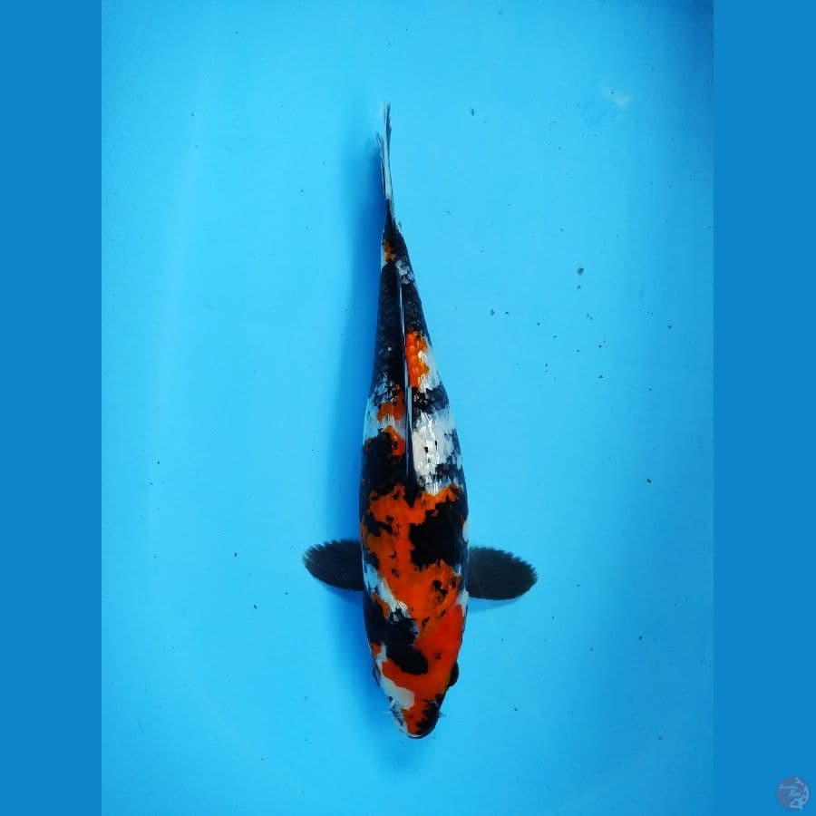 SHOWA GINRIN 33 CM SQ
