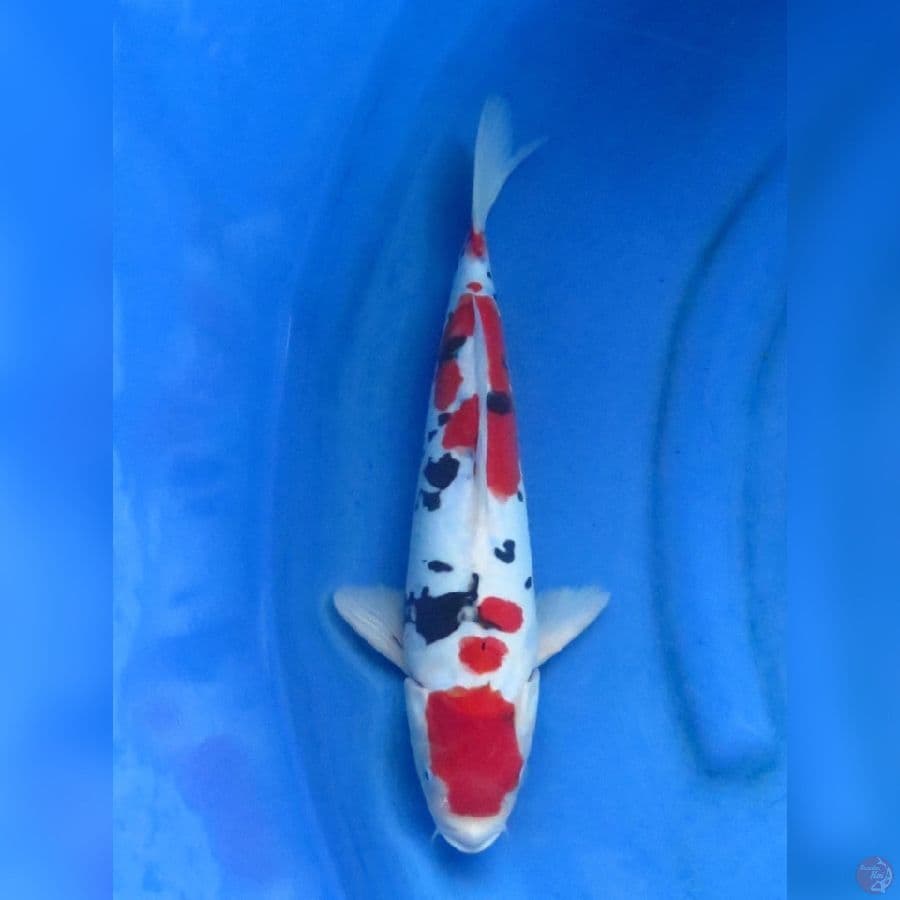 35cm - Red Sanke Doit
