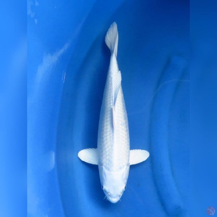 36cm - Platinum no bocor