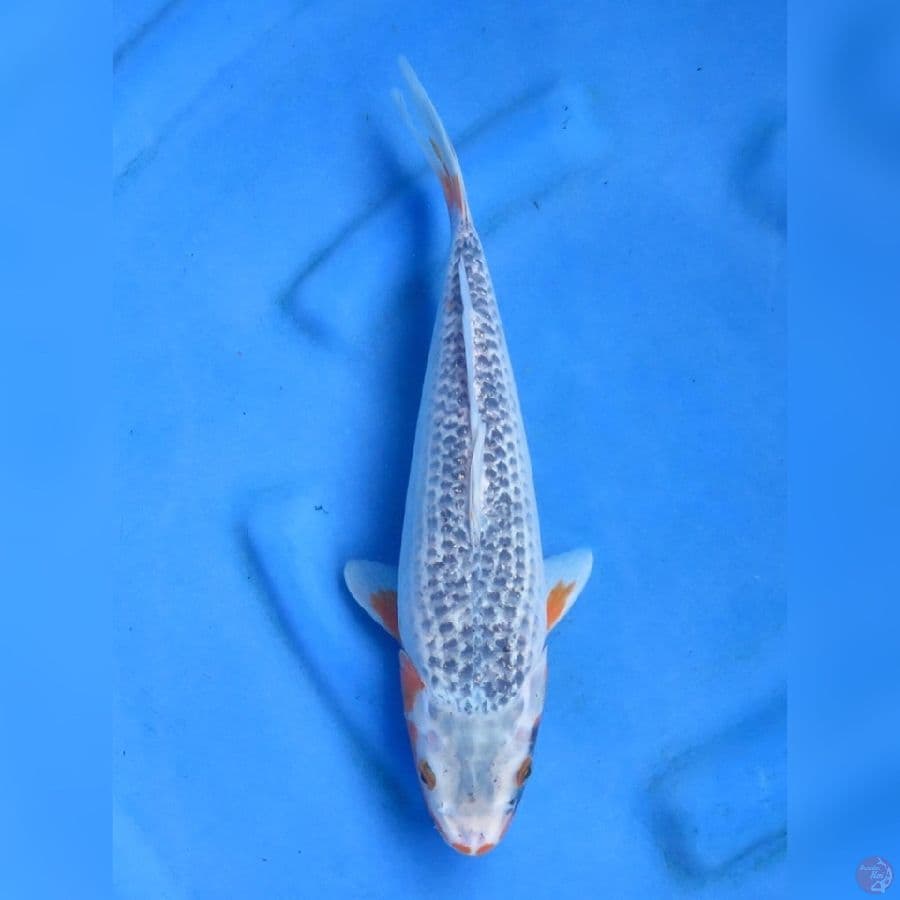 32cm - Asagi