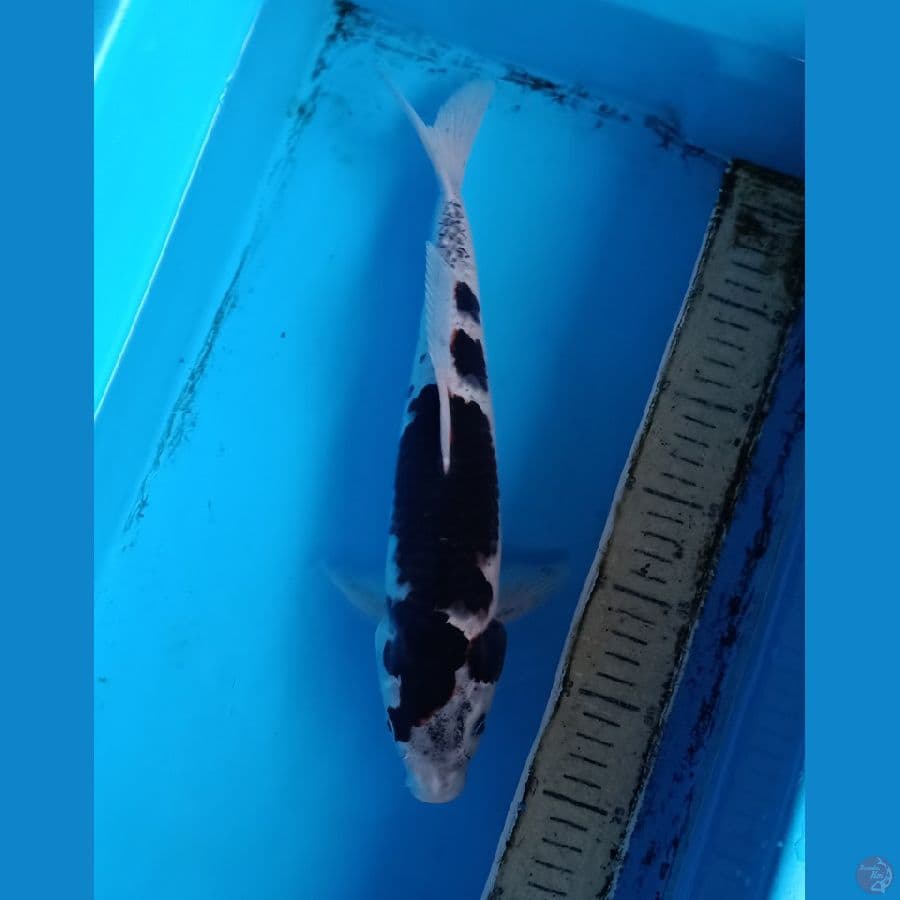 sumi goromo male 34cm