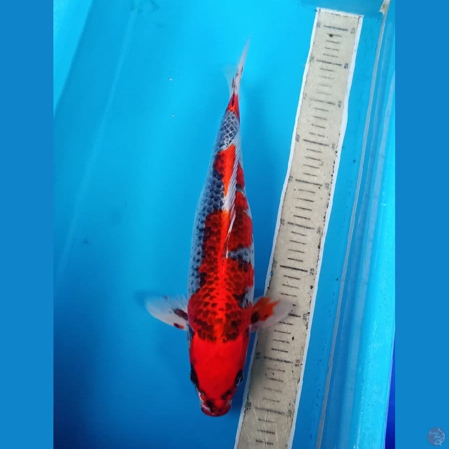 benigingga merah jozz 40cm