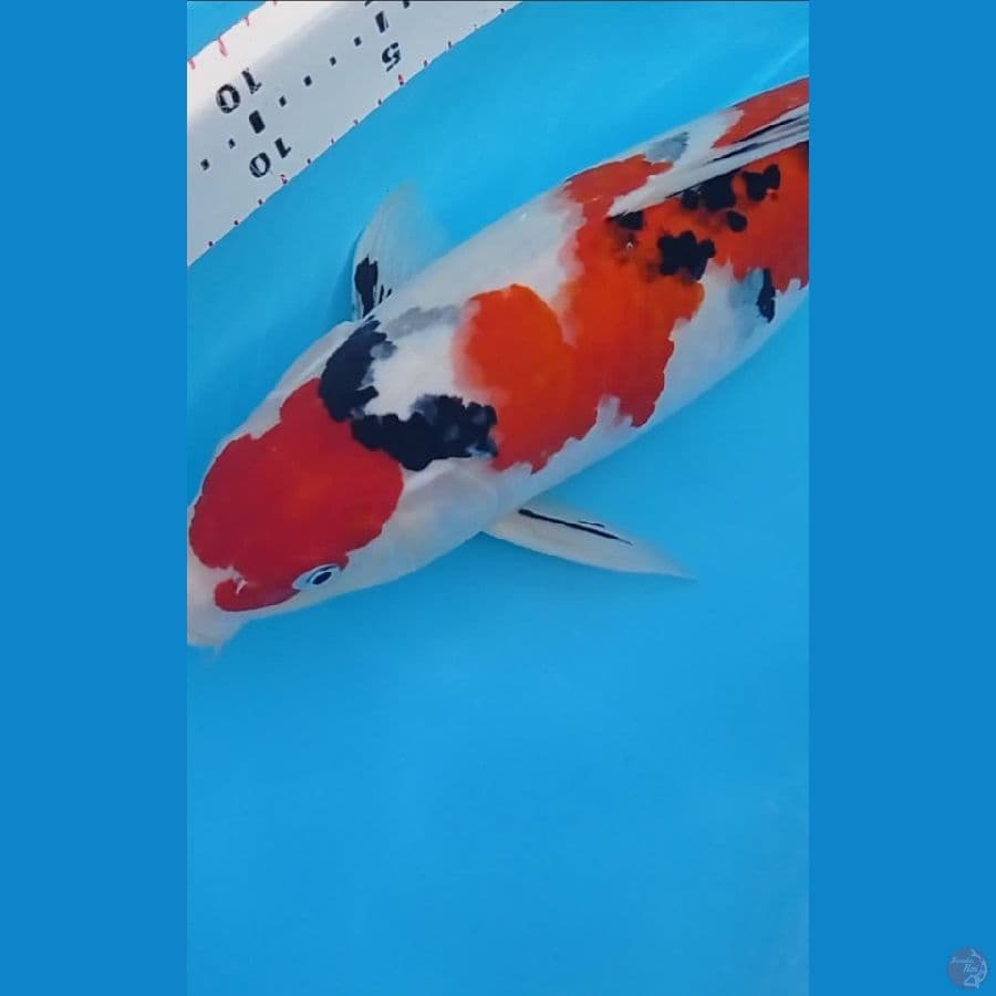 Induk sanke 43 cm