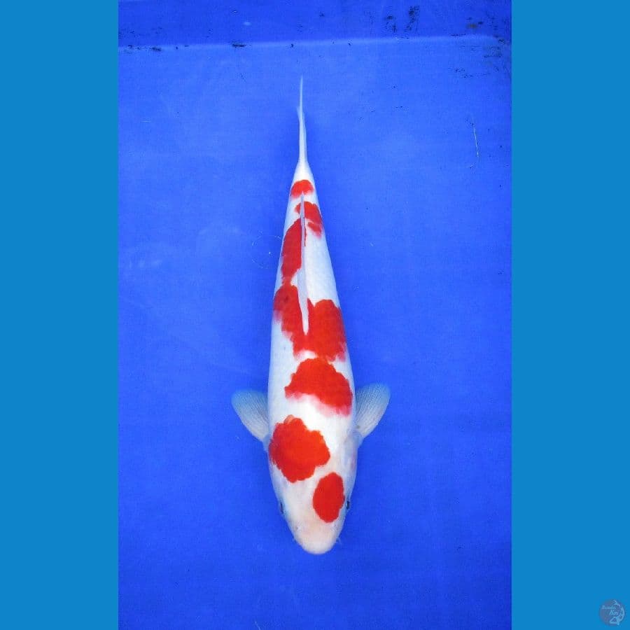 sakura kohaku ±32cm. jantan