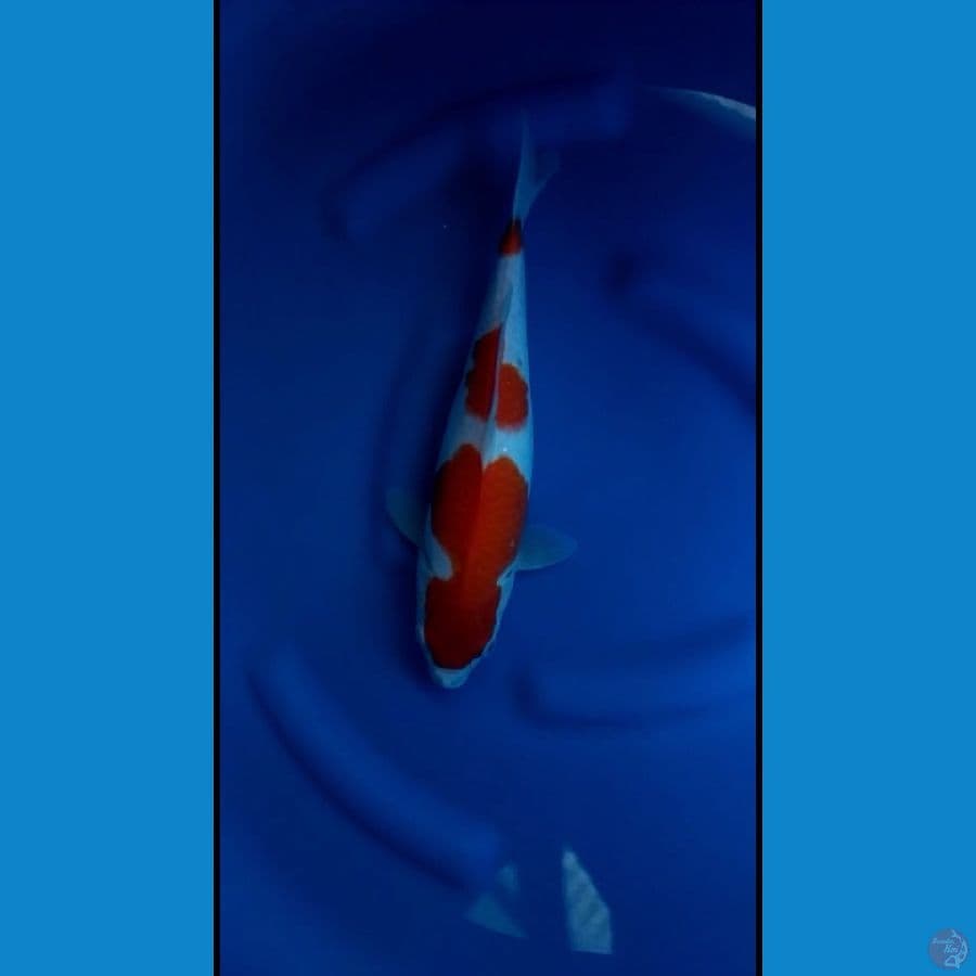 Kohaku 42 cm