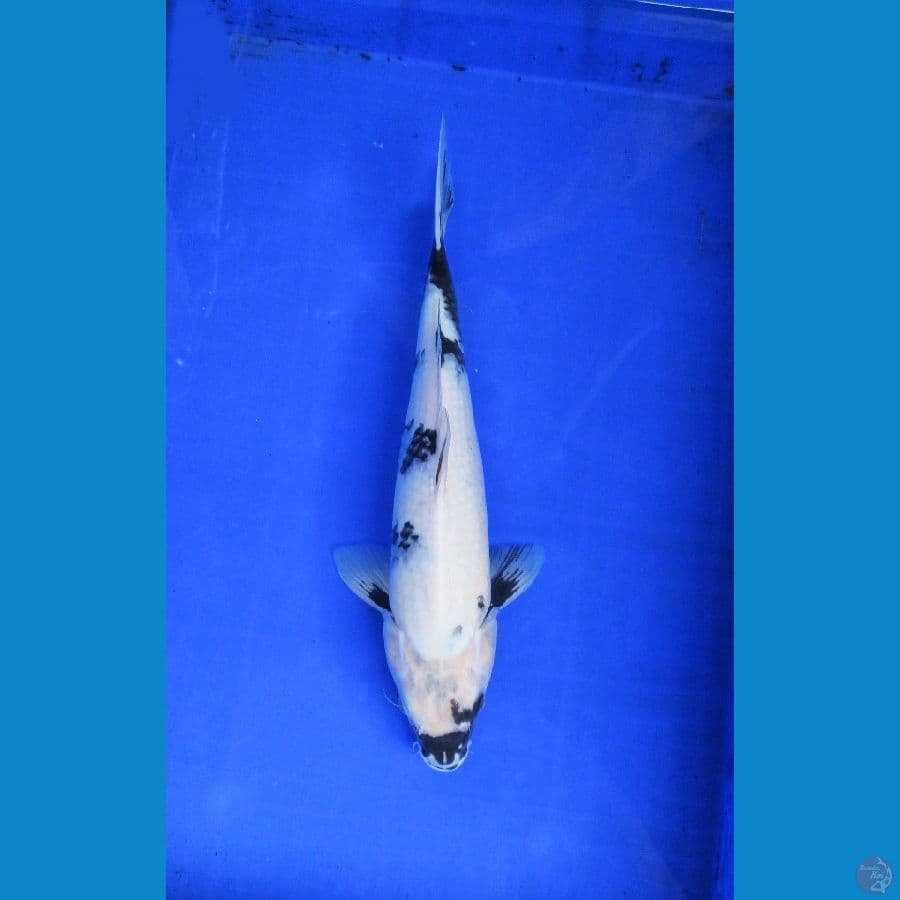 shiro ±35cm