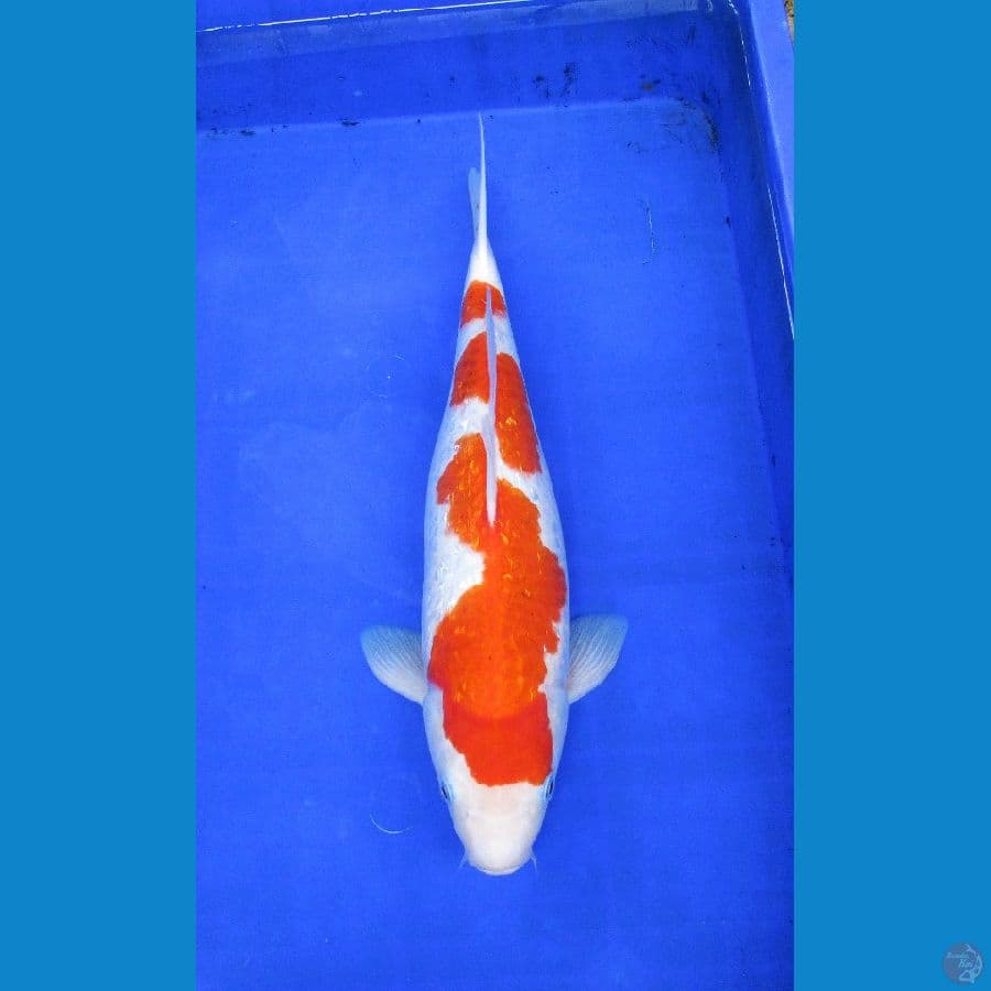 kohaku ginrin ±40cm