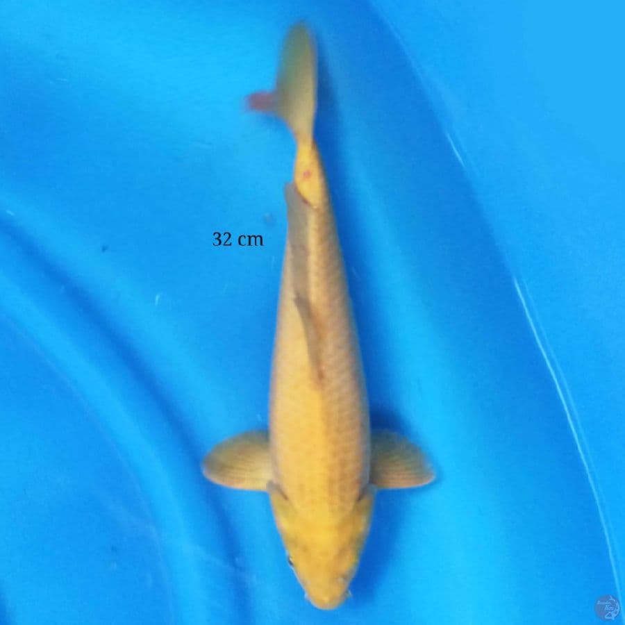 Karashi 32 cm