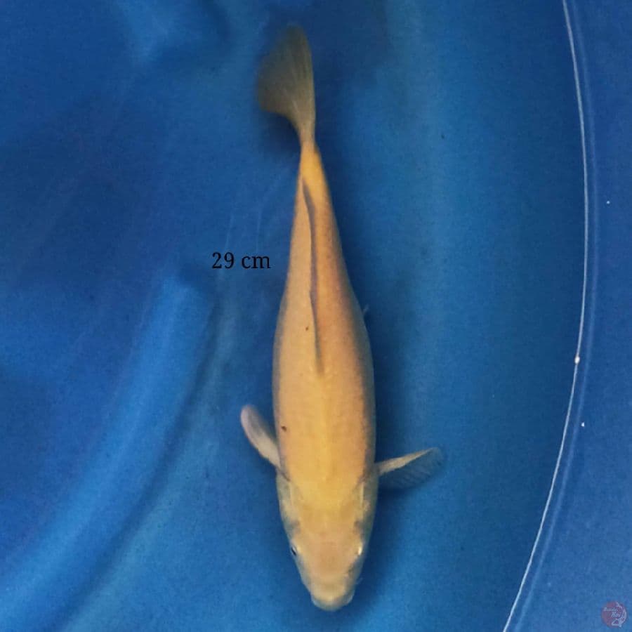 Karashi 29 cm