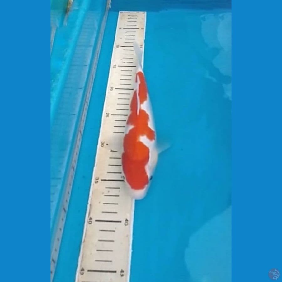 Kohaku 27cm