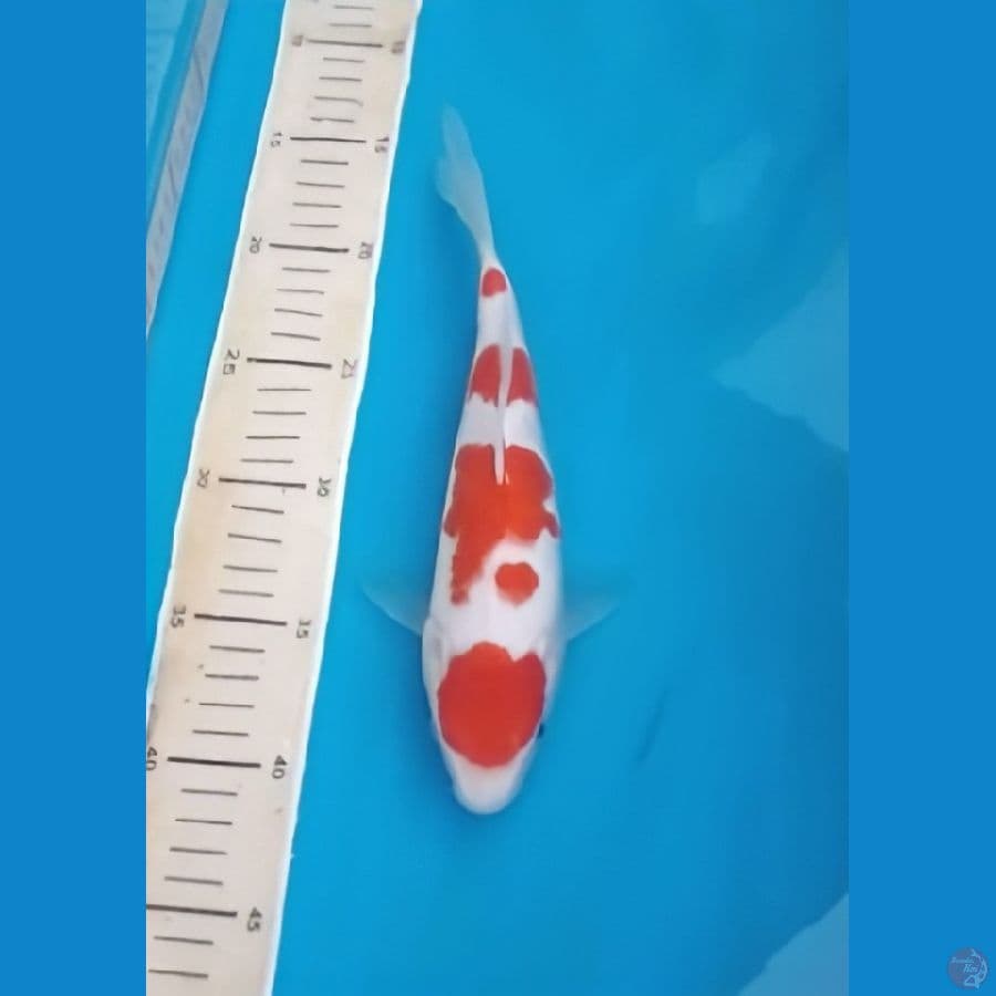 Kohaku Super 25cm