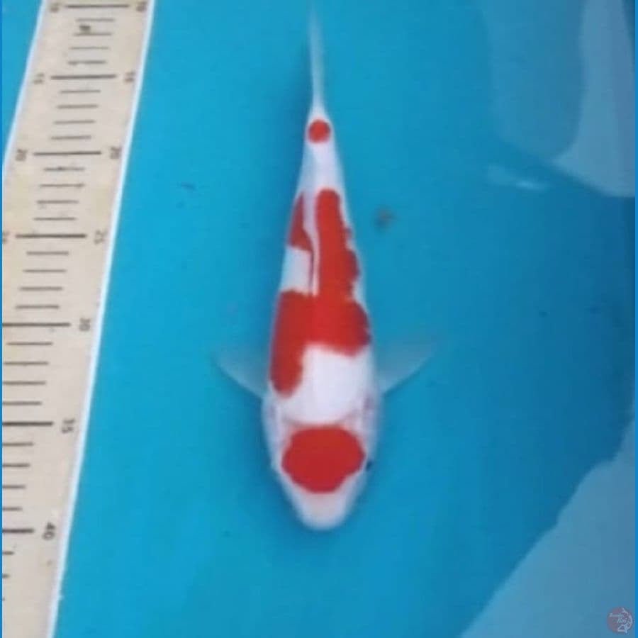 Kohaku 25cm