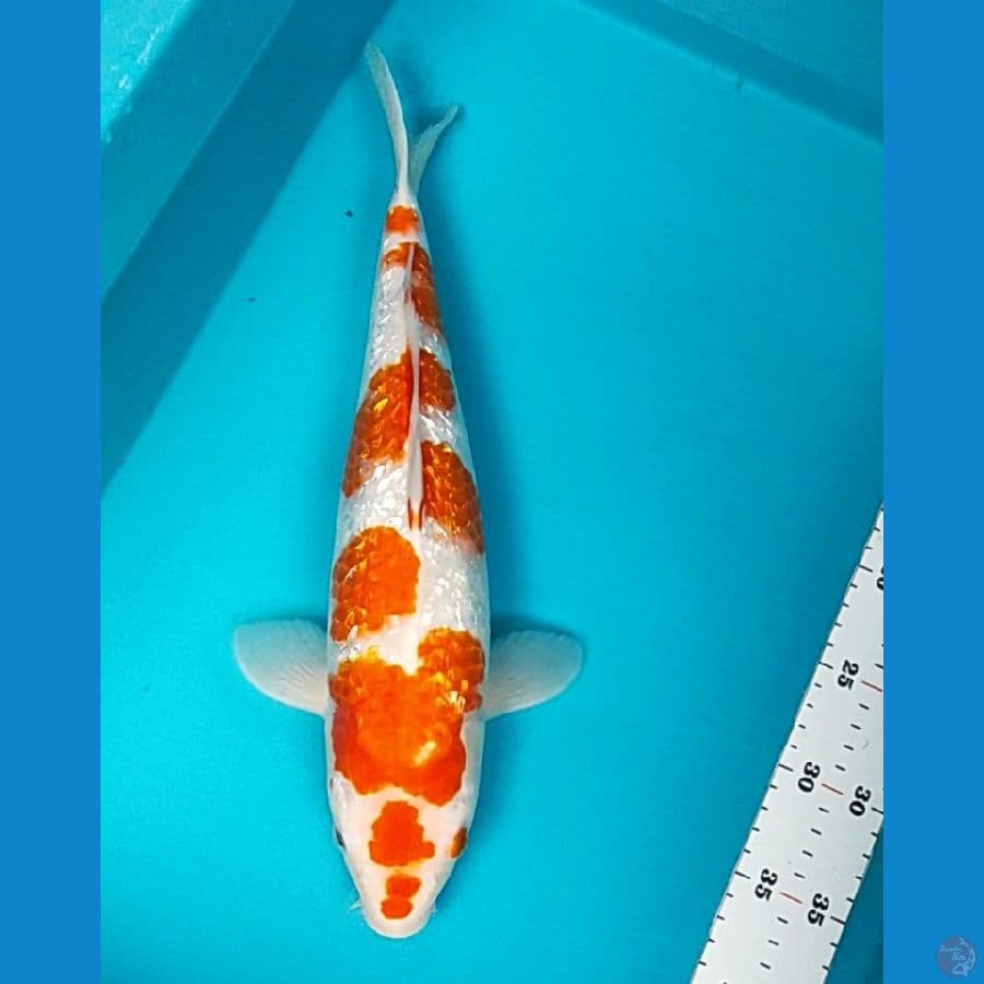 kohaku ginrin bulky 39cm fm