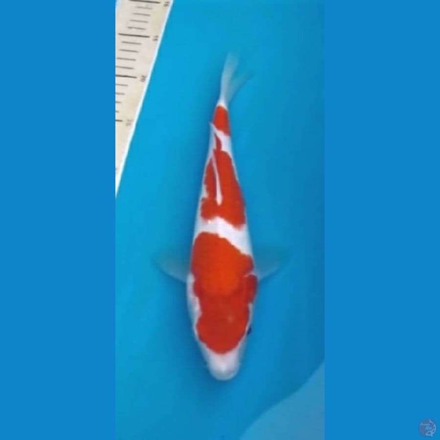 Kohaku 30bu