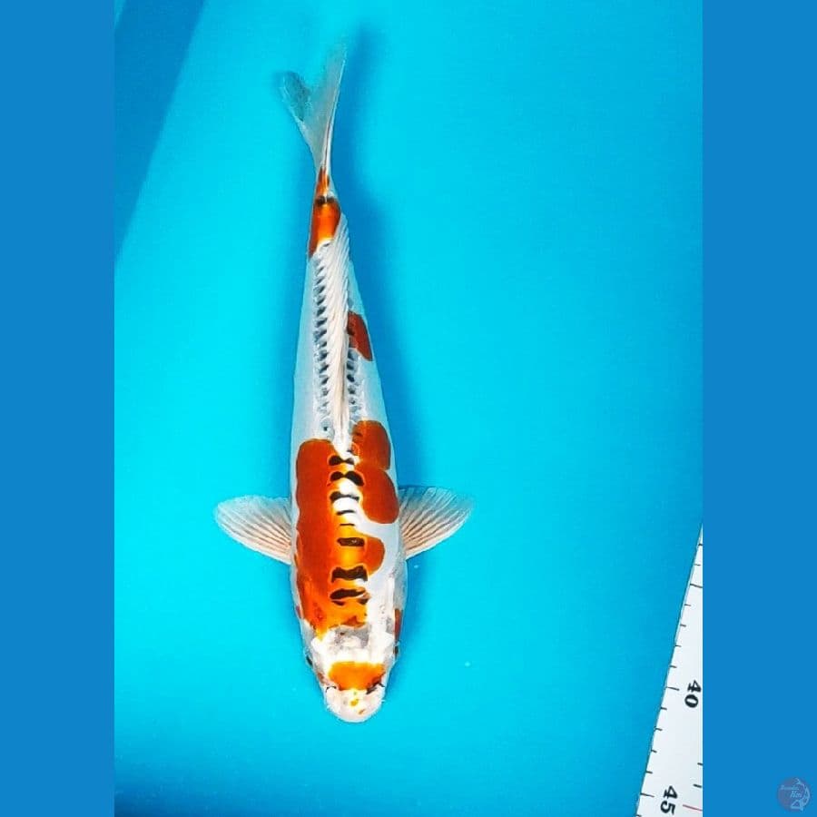 kujaku doit 32cm male