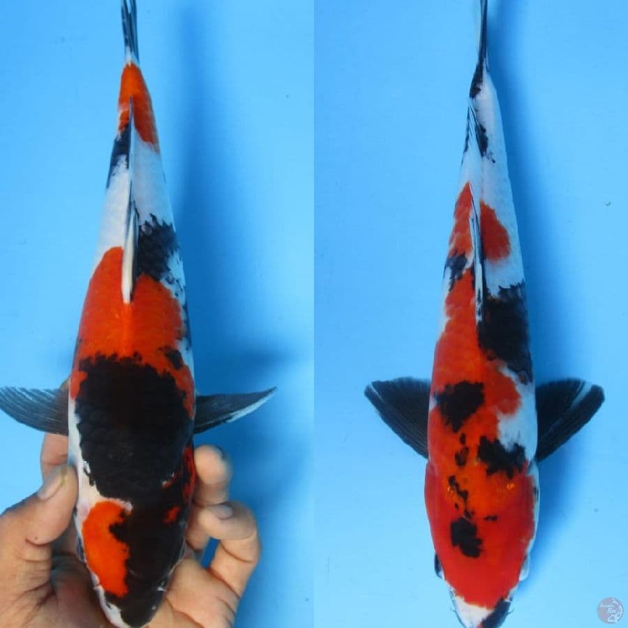 MKC KOI GRUB