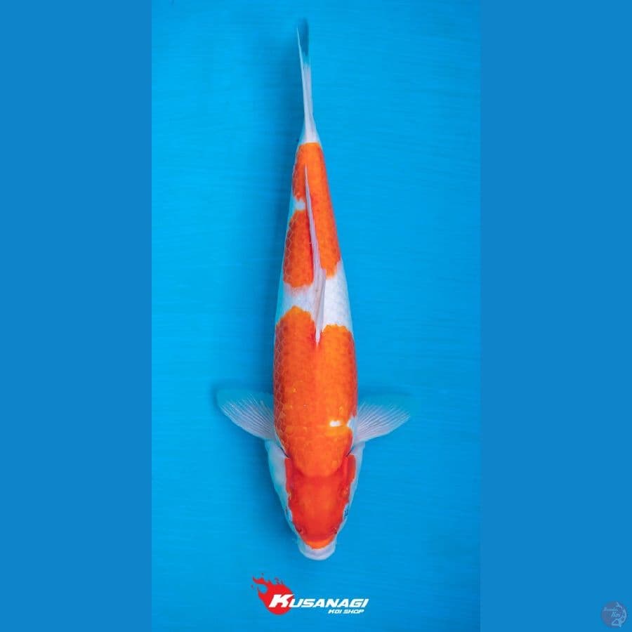 Maruten Kohaku 2 Step 40cm Female
